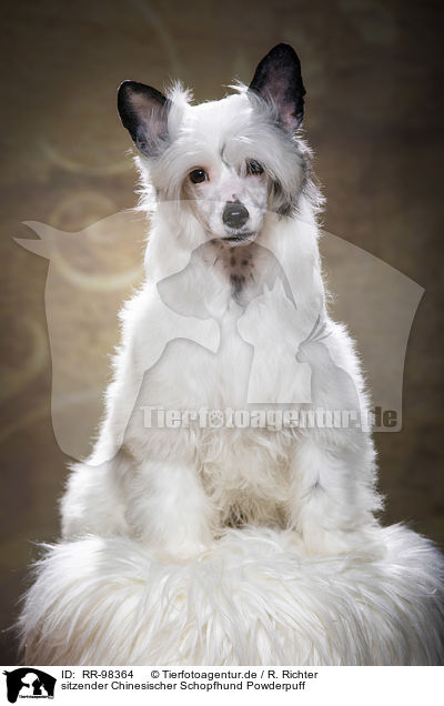 sitzender Chinesischer Schopfhund Powderpuff / sitting Chinese Crested Powderpuff / RR-98364