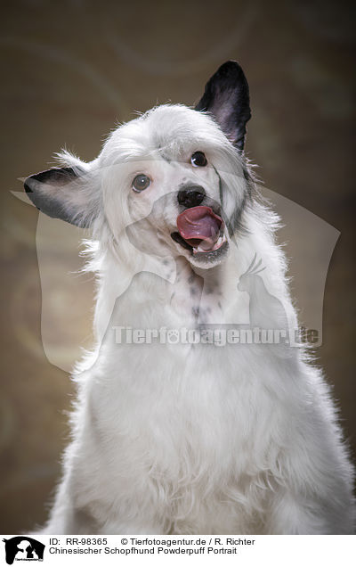 Chinesischer Schopfhund Powderpuff Portrait / Chinese Crested Powderpuff Portrait / RR-98365