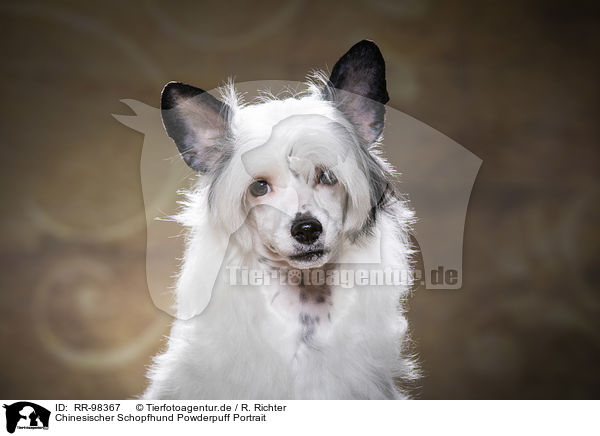 Chinesischer Schopfhund Powderpuff Portrait / RR-98367