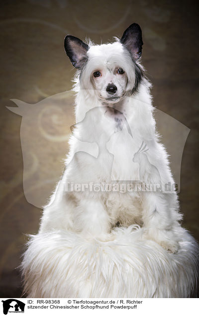 sitzender Chinesischer Schopfhund Powderpuff / sitting Chinese Crested Powderpuff / RR-98368