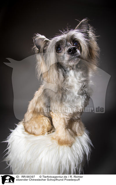 sitzender Chinesischer Schopfhund Powderpuff / sitting Chinese Crested Powderpuff / RR-98397