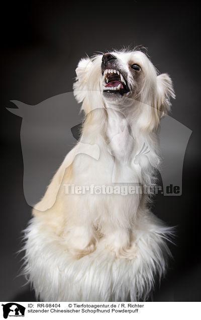 sitzender Chinesischer Schopfhund Powderpuff / sitting Chinese Crested Powderpuff / RR-98404