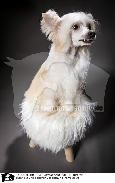sitzender Chinesischer Schopfhund Powderpuff / sitting Chinese Crested Powderpuff / RR-98405
