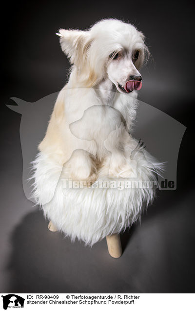 sitzender Chinesischer Schopfhund Powderpuff / sitting Chinese Crested Powderpuff / RR-98409