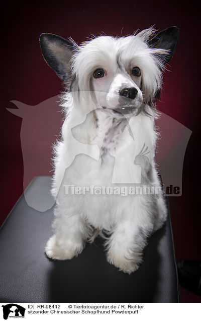 sitzender Chinesischer Schopfhund Powderpuff / sitting Chinese Crested Powderpuff / RR-98412