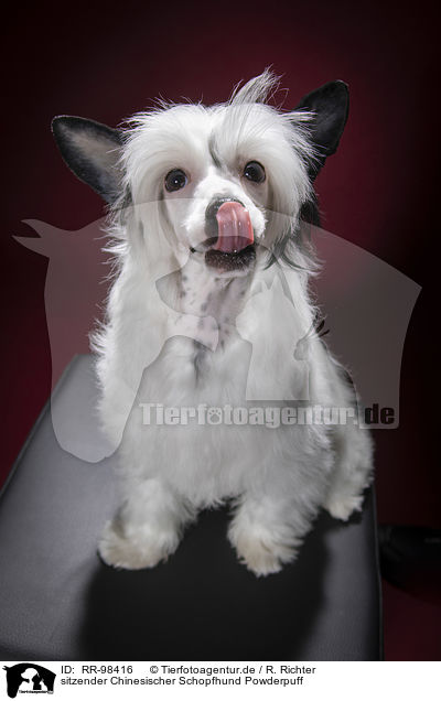 sitzender Chinesischer Schopfhund Powderpuff / sitting Chinese Crested Powderpuff / RR-98416