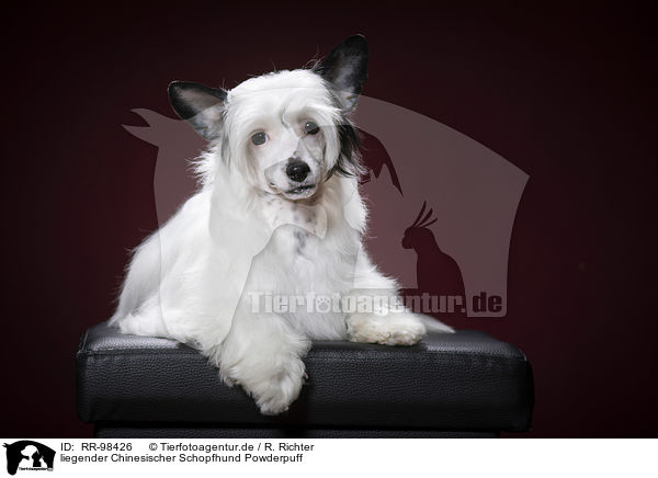 liegender Chinesischer Schopfhund Powderpuff / lying Chinese Crested Powderpuff / RR-98426