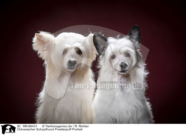 Chinesischer Schopfhund Powderpuff Portrait / RR-98431