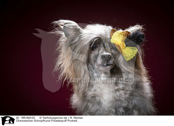 Chinesischer Schopfhund Powderpuff Portrait / RR-98435