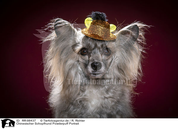 Chinesischer Schopfhund Powderpuff Portrait / RR-98437