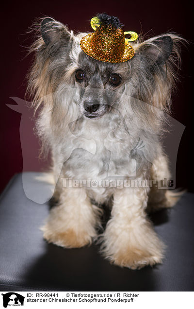 sitzender Chinesischer Schopfhund Powderpuff / RR-98441