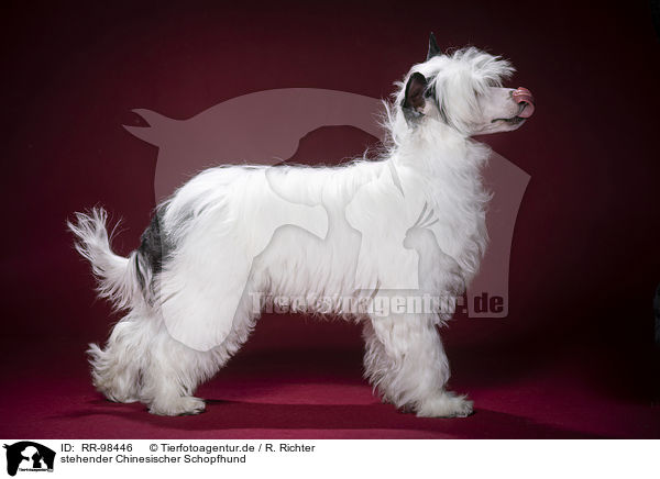stehender Chinesischer Schopfhund / RR-98446