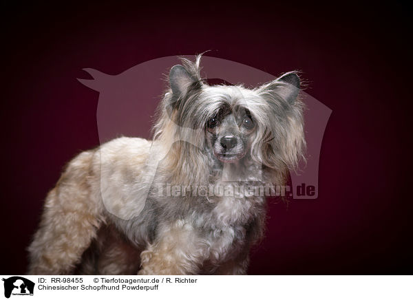 Chinesischer Schopfhund Powderpuff / RR-98455