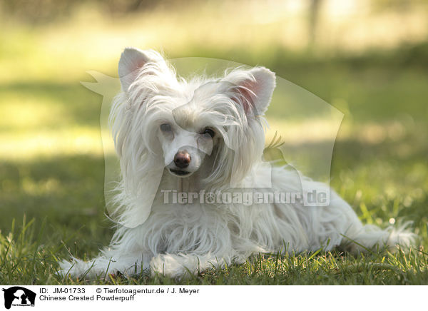 Chinese Crested Powderpuff / JM-01733