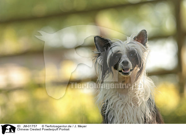 Chinese Crested Powderpuff Portrait / JM-01757