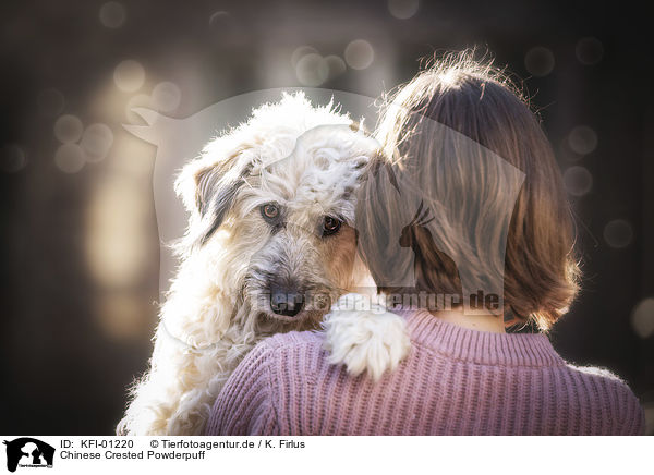 Chinese Crested Powderpuff / KFI-01220