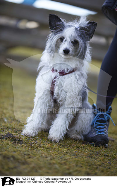 Mensch mit Chinese Crested Powderpuff / human with Chinese Crested Powderpuff / RG-01327