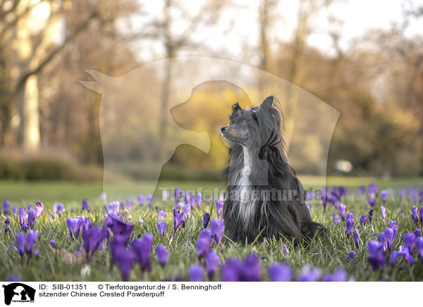 sitzender Chinese Crested Powderpuff / SIB-01351