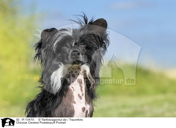 Chinese Crested Powderpuff Portrait / IF-13470