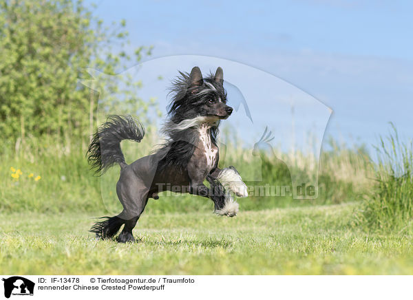 rennender Chinese Crested Powderpuff / IF-13478