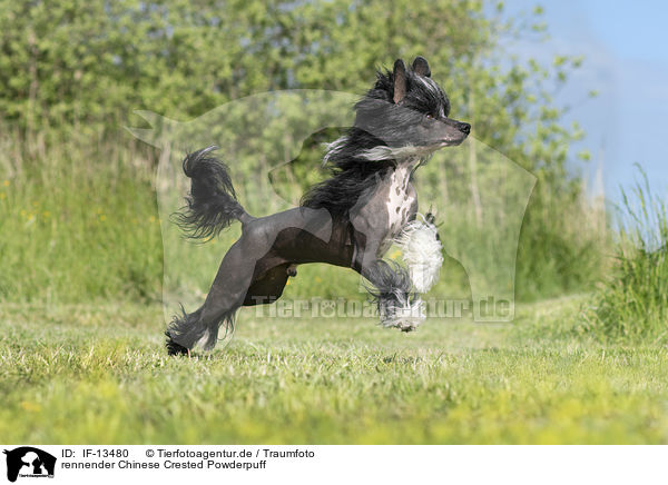 rennender Chinese Crested Powderpuff / IF-13480