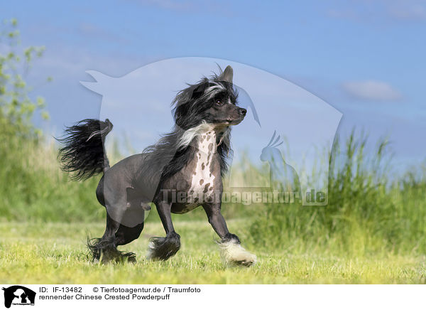 rennender Chinese Crested Powderpuff / IF-13482