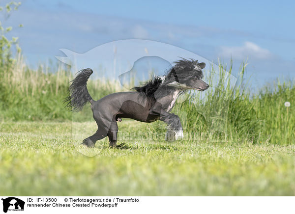 rennender Chinese Crested Powderpuff / IF-13500