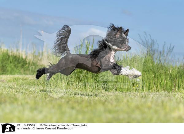 rennender Chinese Crested Powderpuff / IF-13504