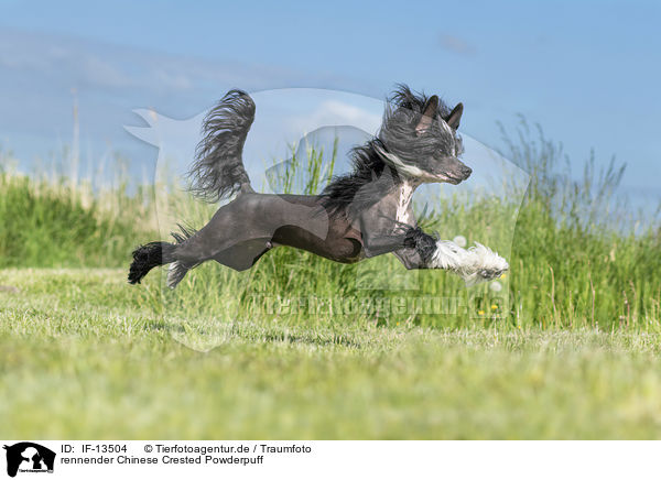 rennender Chinese Crested Powderpuff / running Chinese Crested Powderpuff / IF-13504
