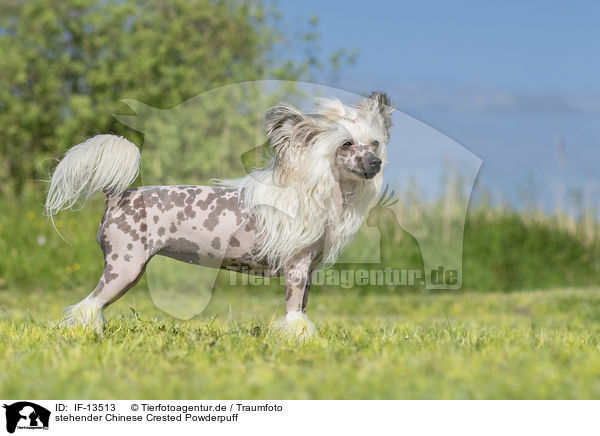 stehender Chinese Crested Powderpuff / IF-13513