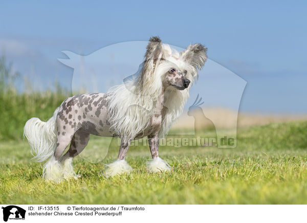 stehender Chinese Crested Powderpuff / standing Chinese Crested Powderpuff / IF-13515