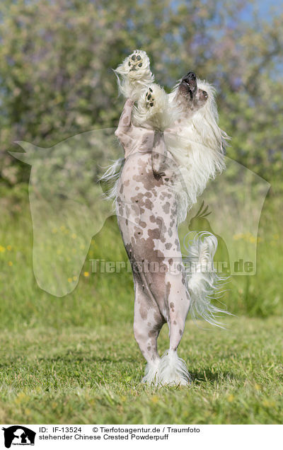 stehender Chinese Crested Powderpuff / standing Chinese Crested Powderpuff / IF-13524