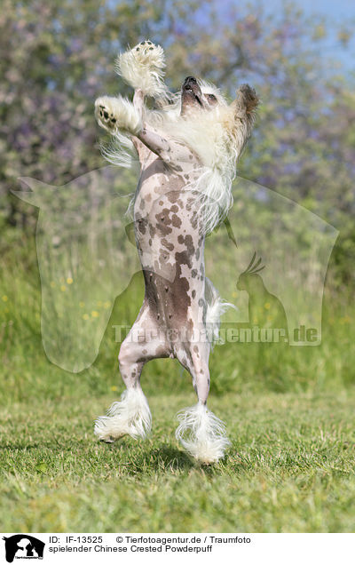 spielender Chinese Crested Powderpuff / IF-13525