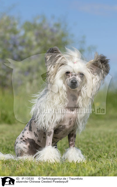 sitzender Chinese Crested Powderpuff / IF-13530