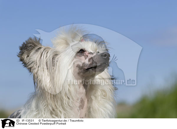 Chinese Crested Powderpuff Portrait / IF-13531
