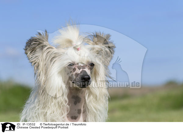 Chinese Crested Powderpuff Portrait / IF-13532