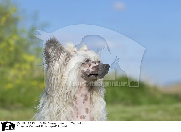 Chinese Crested Powderpuff Portrait / IF-13533