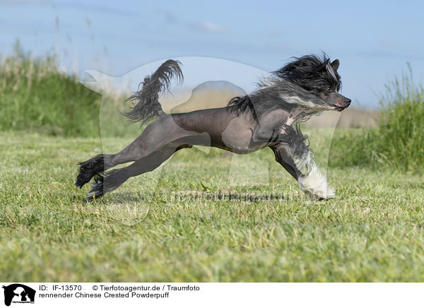 rennender Chinese Crested Powderpuff / IF-13570