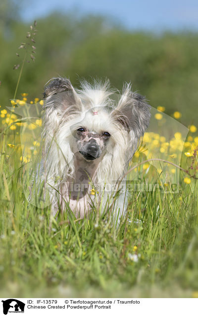 Chinese Crested Powderpuff Portrait / Chinese Crested Powderpuff portrait / IF-13579