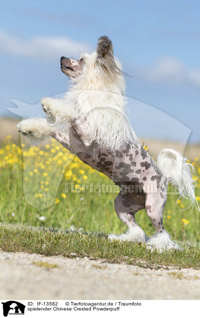 spielender Chinese Crested Powderpuff / playing Chinese Crested Powderpuff / IF-13582