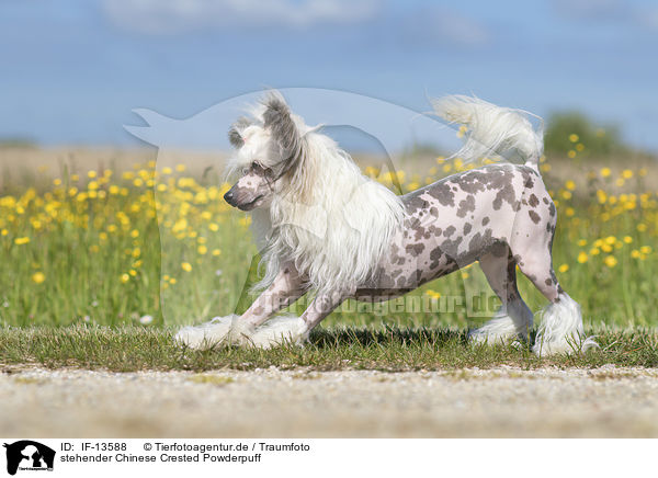 stehender Chinese Crested Powderpuff / IF-13588
