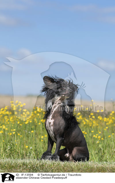 sitzender Chinese Crested Powderpuff / IF-13594