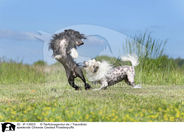 spielende Chinese Crested Powderpuffs / IF-13603