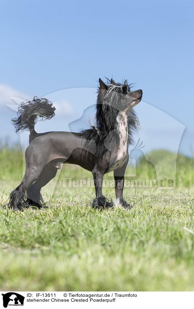 stehender Chinese Crested Powderpuff / standing Chinese Crested Powderpuff / IF-13611