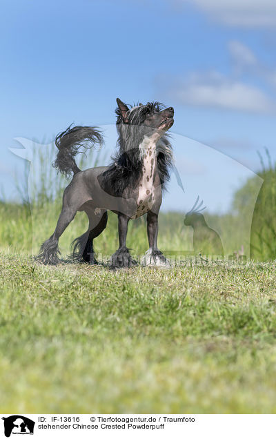 stehender Chinese Crested Powderpuff / IF-13616