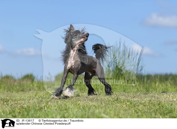 spielender Chinese Crested Powderpuff / IF-13617