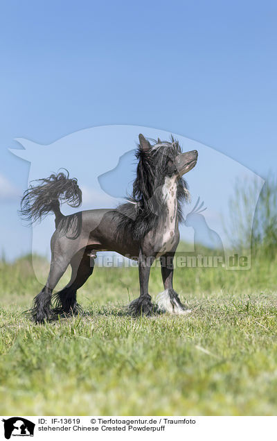 stehender Chinese Crested Powderpuff / IF-13619