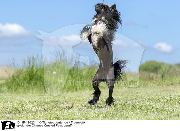 spielender Chinese Crested Powderpuff / playing Chinese Crested Powderpuff / IF-13623