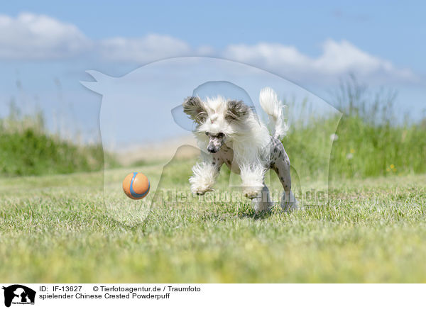spielender Chinese Crested Powderpuff / playing Chinese Crested Powderpuff / IF-13627