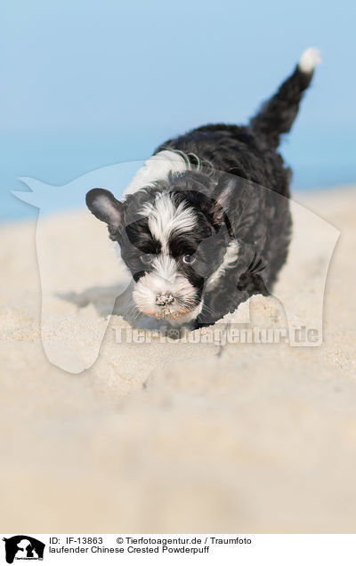 laufender Chinese Crested Powderpuff / walking Chinese Crested Powderpuff / IF-13863